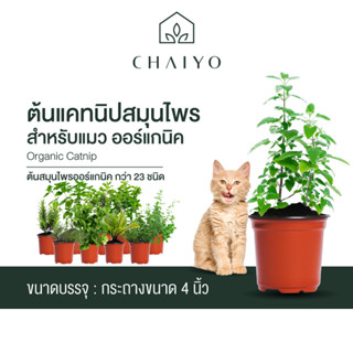 ต้นแคทนิปสมุนไพรสำหรับแมว ออร์แกนิค Organic Catnip และต้นสมุนไพรออร์แกนิค กว่า 23 ชนิด and Organic Herbs 23 varieties