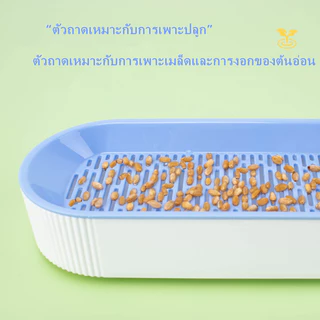 PP B51 🌱ชุดปลูกหญ้าแมว🌱 หญ้าแมวออแกนิก เมล็ดข้าวสาลี ถาดเพาะต้นอ่อน 1 ชุด สามารถแบ่งเมล็ดพันธุ์ปลูกได้ถึง 2 ครั้ง