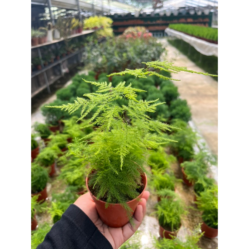 ASPARAGUS    โปร่งฟ้า  หางกระรอก  ปริกน้ำค้าง กระถาง3นิ้ว