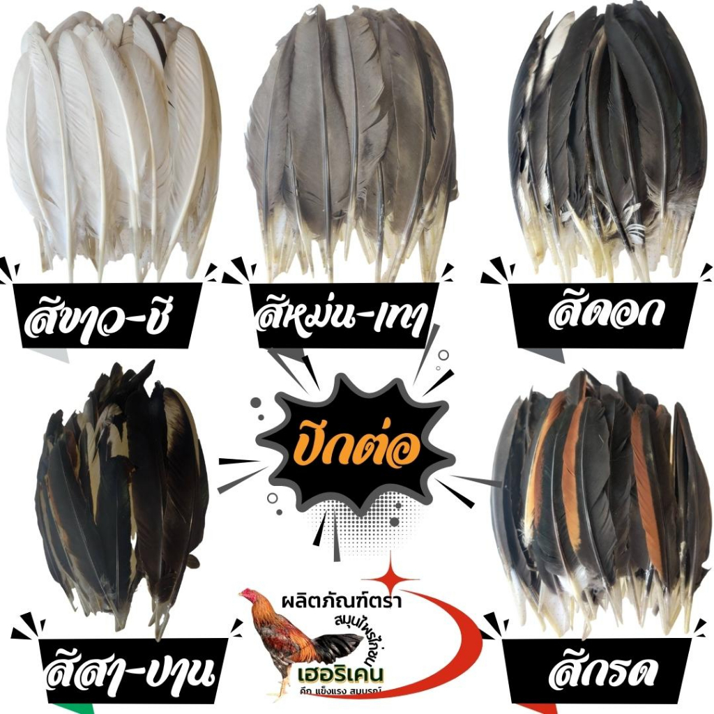 ปีกต่อไก่ชน ปีกไก่ชน 1ชุดมี 40เส้น ซ้าย 20 - ขวา 20 คัดพิเศษ ไม่เปาะ แถม กาวต่อปีก