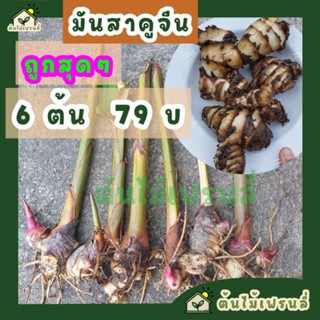 มันสาคูจีน ราคาถูก 6 ต้น 79 บาท  หัวหวานมันอร่อย