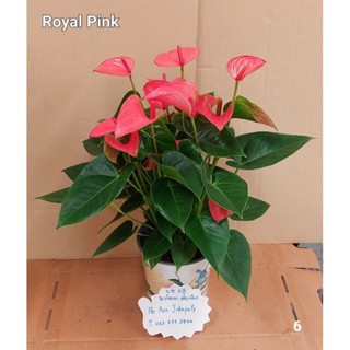 ต้นดอกหน้าวัว Royal Pink ดอกสีชมพู กอทรงเตี้ย