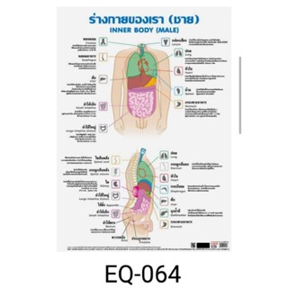 ร่างกายของเรา(ชาย) EQ 064 โปสเตอร์สื่อการสอน หุ้มพลาสติก