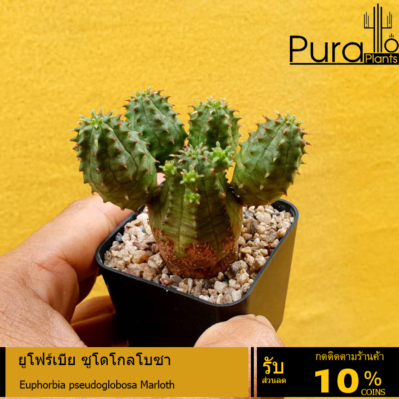 ต้นยูโฟร์เบีย ซูโดโกลโบซา Euphorbia pseudoglobosa Marloth #Euphorbia #ยูโฟเบียนักกล้าม #Euphorbia