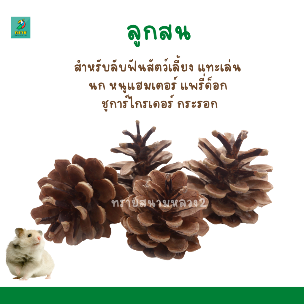 ลูกสน ธรรมชาติ สำหรับลับฟันสัตว์เลี้ยง แทะเล่น นก หนูแฮมเตอร์ แพรี่ด็อก ​ชูการ์​ไกร​เดอร์​ กระรอก