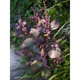 เมล็ดพันธุ์ ใบงาแดงเกาหลี ชิโสะแดง (Red Perilla Shiso ) 40-100 เมล็ด (ซื้อ 10 แถม 1 คละได้)