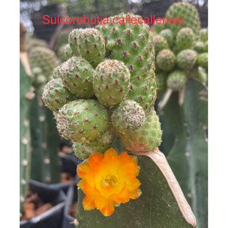 หน่อเด็ดสด Sulcorebutia callecallensis