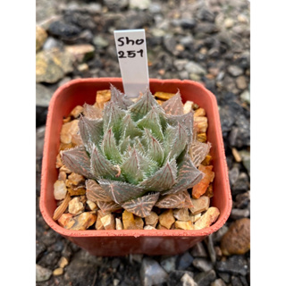 Haworthia Hybird Thailand กระถาง 2 นิ้ว (ส่งทั้งกระถาง) รหัสsho251 -260