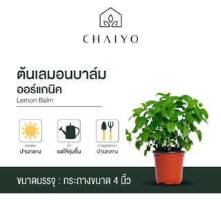 ต้นเลมอนบาล์ม ออร์แกนิค Organic  Lemon Balm กระถาง 4 นิ้ว