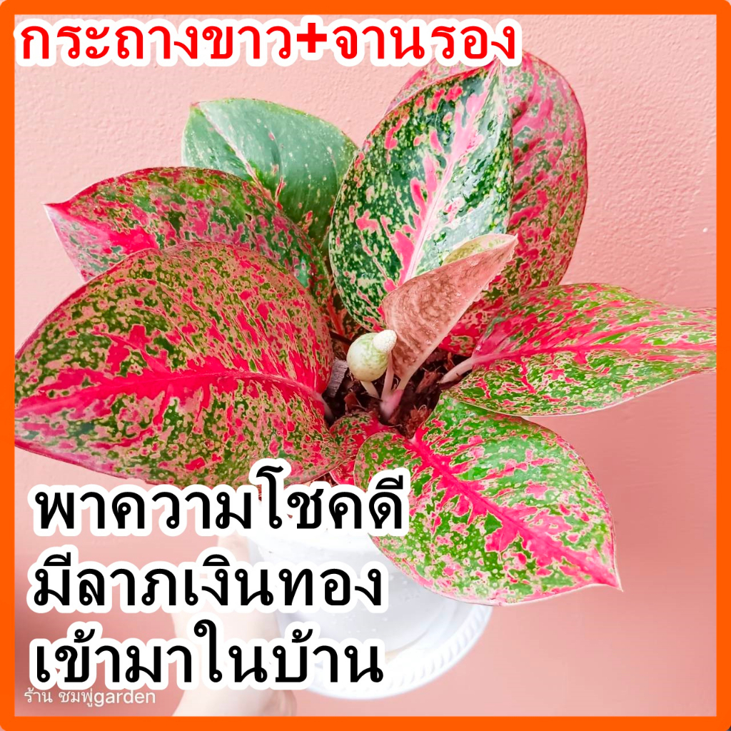 ต้นทรัพย์มงคล อโกลนีมา เลี้ยงในบ้านได้ ใบสีสดสวย กระถาง 6 นิ้วพร้อมจานรอง