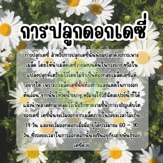 เมล็ดพันธุ์ดอกเดซี่ 300 เมล็ด มีแถม ราคาส่งเรทถูก ถูกที่สุด