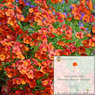 เมล็ดเนมีเซีย สีส้ม Nemesia Prince orange seed แท้ ดอกเนมีเซีย สีส้ม seed