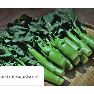 🍀โปร 1แถม1🍀เมล็ดพันธุ์คะน้า คะน้าฮ่องกง คะน้าเห็ดหอมชิตาเกะ 400 เมล็ดต้นอวบใหญ่ งอกง่าย ปลูกง่ายมาก