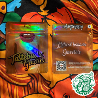 เมล็ดกัญชา Tastebudz Genetics Critical Banana Smoothie Auto Cannabis Seeds (Pack of 3)