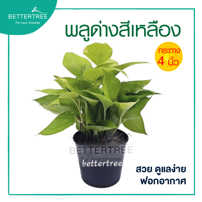 พลูด่างสีเหลืองปนเขียวอ่อนขนาด กระถาง 4 นิ้ว ไม้ฟอกอากาศ พลูด่าง