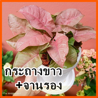 ออมชมพูในกระถางพร้อมตั้ง Syngonium Pink พร้อมจานรอง กระถาง6นิ้ว