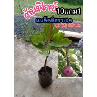 ต้นมะเดื่อฝรั่งพันธุ์แบล็คอิสราเอล สูง60cm. ต้นฟิกซ์ มะเดื่อฝรั่ง ผลไม้  สวนครัว ผัก  ต้นไม้ ไม้มงคล  ฟอกอากาศ  สลัด