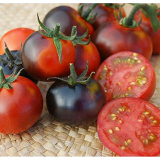 เมล็ดพันธุ์มะเขือเทศ คล็ากคามัส บลูเบอร์รี่ (Clackamas Blueberry Tomato Seed)บรรจุ 15 เมล็ด ของแท้ คุณภาพดี นำเข้าจาก