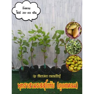 พุทราสามรสสุโขทัย (ตูดแหลม)