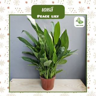 ต้นเดหลี "Peace Lily" (ต้นไม้ฟอกอากาศ) ส่งทั้งกระถาง