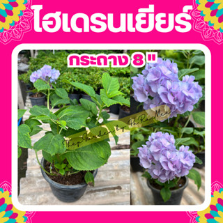 ต้นไฮเดรนเยีย #ดอกไฮเดรนเยีย #ไฮเดรนเยีย #Hydrangea💜