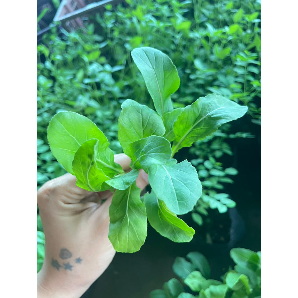 Plants 10 บาท ต้นกล้าร็อกเก็ตเป็นผักที่ทานคุ่กับสลัดเหมาะมีรสชาติเผ็ดเล็กน้อย ราคากล้าละ10 บาท Home & Living