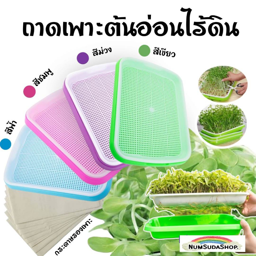 ถาดเพาะต้นอ่อนไร้ดินMicrogreen ถาดเพาะปลูกข้าวสาลีแมว