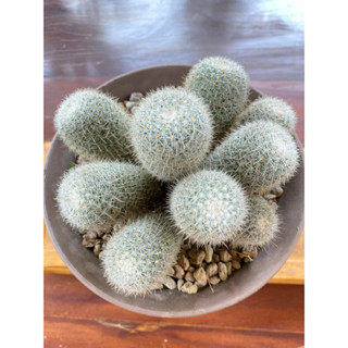 Mammilaria แมมเข็มเงิน ฟอร์มกอใหญ่ ขายยกกระถาง (ส่งแบบเคาะดินออก)