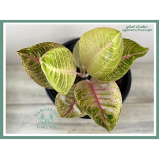 ต้นมูนไลท์ อโกลนีมา Aglaonema Moon Light พร้อมกระถาง