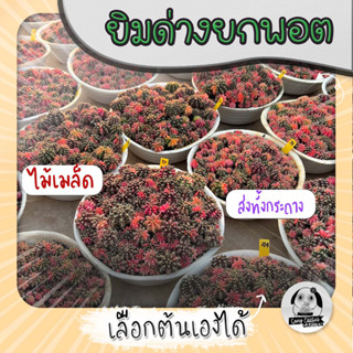 ต้นยิมโนด่าง ยกพอตหลายต้น ไม้เมล็ด เลือกต้นได้  (Gymnocalycium) - กระบองเพชร ราคาถูก🌵แคคตัส🌵