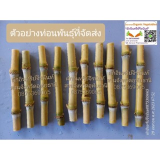 ท่อนพันธุ์อ้อยไข่ 10 ท่อน 20 ข้อตา (ราคา 290 บาท) บ่มท่อนพันธุ์ให้ระหว่างขนส่ง(รากงอกตางอก) มีคู่มือชำให้