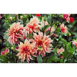 เมล็ดพันธุ์ดาห์เลีย ดินเนอร์เพลท เลบิรินท์(Labyrinth Dinnerplate Dahlia Seed)บรรจุ 25 เมล็ด ของแท้ คุณภาพดี นำเข้าจาก