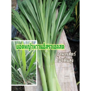 ยอดหญ้าหวานอิสราเอล​ หญ้าอาหารสัตว์35บาท