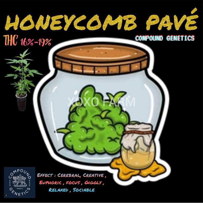 กิ่งชำกัญชา HONEYCOMP PAVE ค่าย COMPOUND GENETICS โฟโต้ เมียแท้ 100%