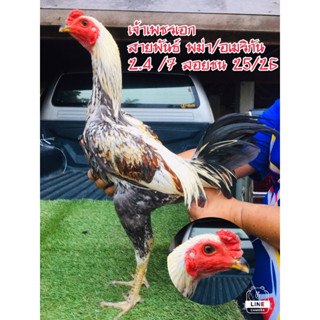 ไข่เชื้อสายพันธุ์พม่า/อเมริกัน ไก่ชนติดมีดฟิลิปปินส์