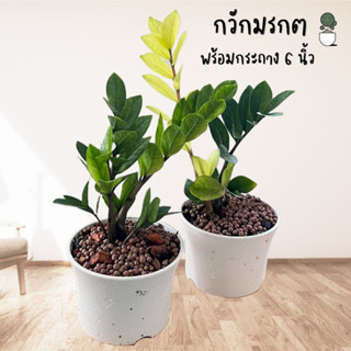 กวักมรกต Zamioculcas zamiifolia พร้อมกระถาง 6 นิ้ว ไม้มงคลตกแต่งบ้านดูดซับสารพิษ พร้อมส่งไม่ถอดกระถาง