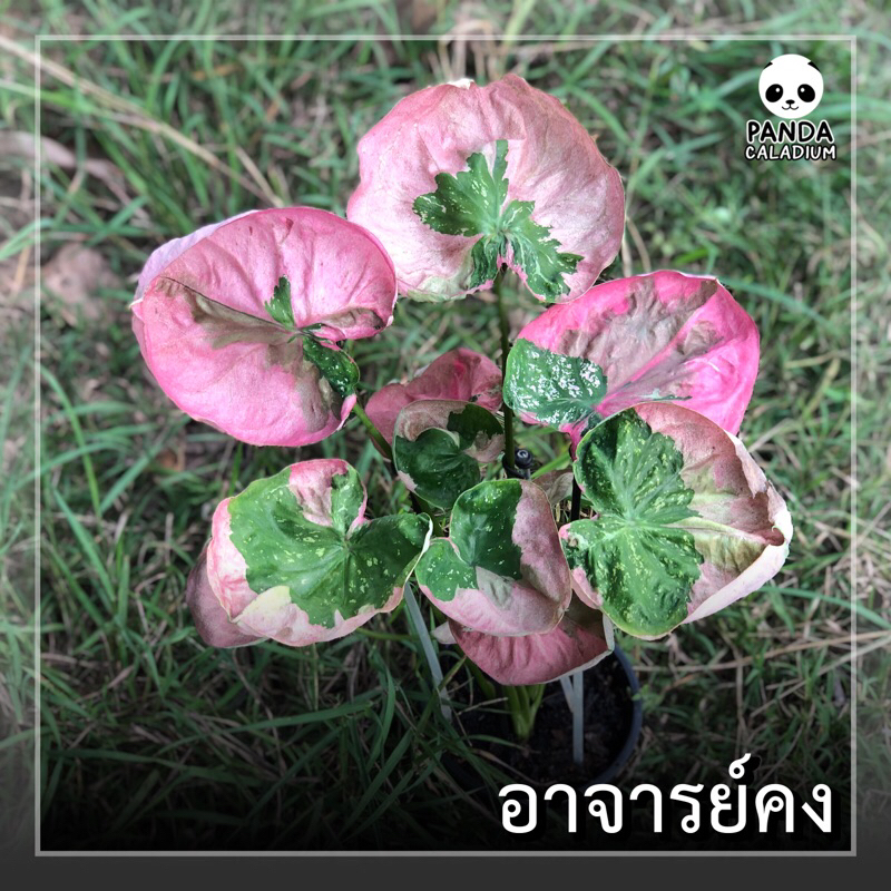 บอนสี อาจารย์คง กระถาง 4”