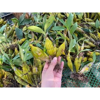เอื้องมัจฉาเหลืองหายาก1ต้นพันธุ์4กิ่งเลี้ยงเหมือนกล้วยไม้