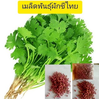 เมล็ดพันธุ์ผักชี  300-500 เมล็ด