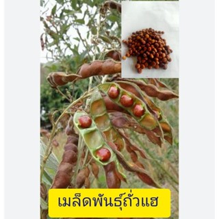 เมล็ดพันธุ์ถั่วแฮ 500 เมล็ด