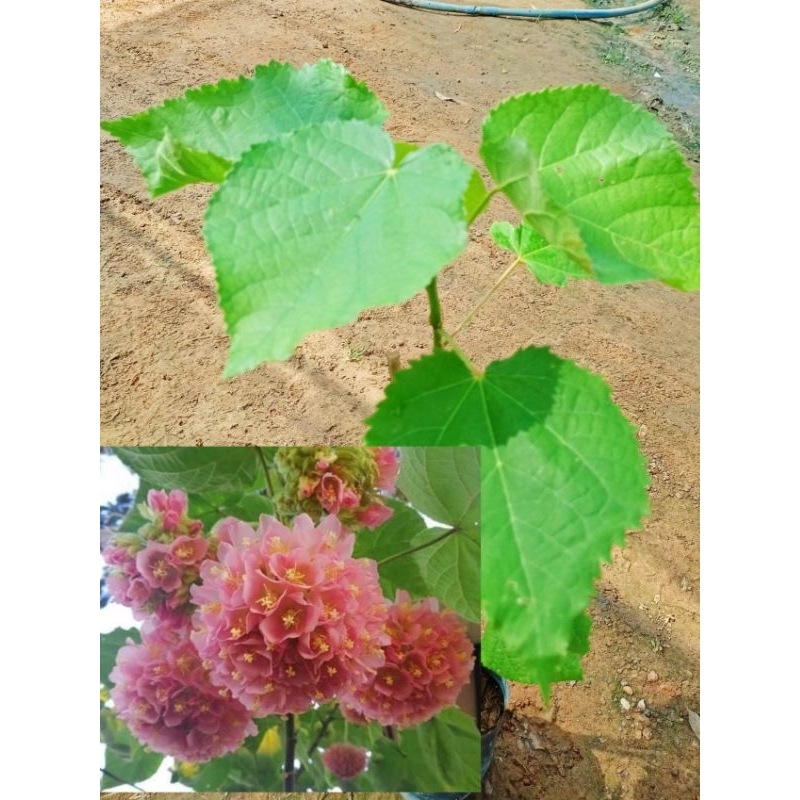 ต้นพุดตานญี่ปุ่น ดอกสีชมพู ดอกสวยกลิ่นหอม ปลูกประดับ สูง60-80ซ.ม แบบกิ่งชำ