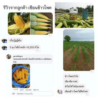 เซียนข้าวโพด 1 ลิตร แถม 500cc ฮอร์โมนข้าวโพด ฉีดพ่นทางใบ อะมิโน อาหารเสริมพืช