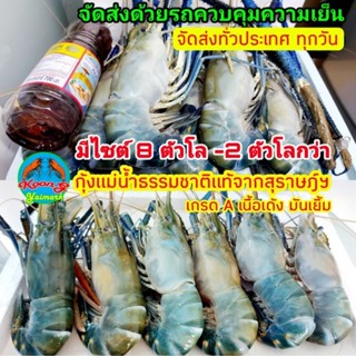 กุ้งแม่น้ำไซส์ใหญ่ (8ตัวโล-2ตัวโล)ราคาถูกพิเศษ คัดส่งทุกวัน (ส่งรถความเย็น ทั่วประเทศ,กทมGrab/LALAMOVEทักแชท)