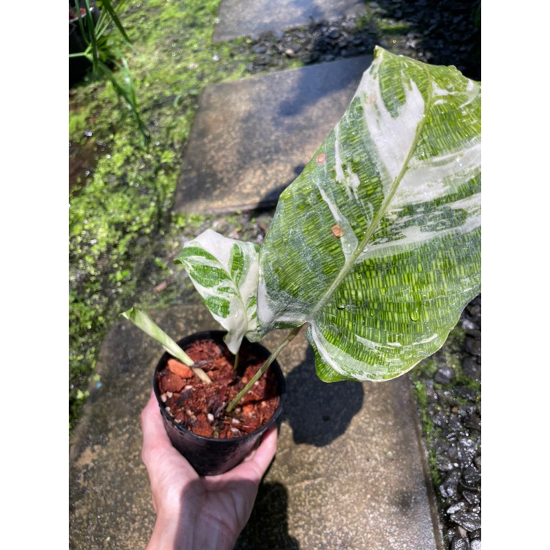 Goeppertia kegeljanii variegated