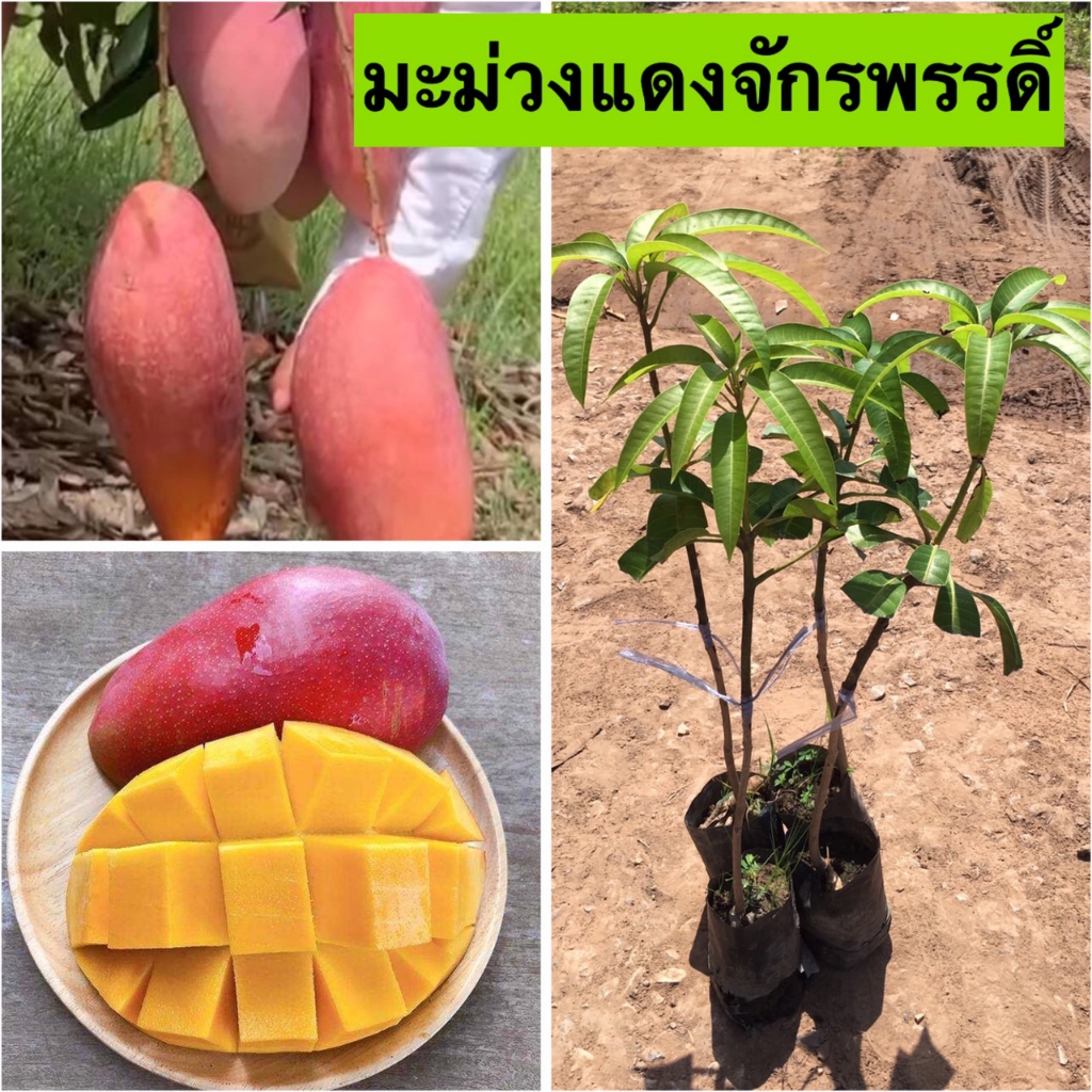1ต้น🍑มะม่วงแดงจักรพรรดิ์ 🍑🎋ต้นเสียบยอด ต้นประมาณ45-50 เซนติเมตร