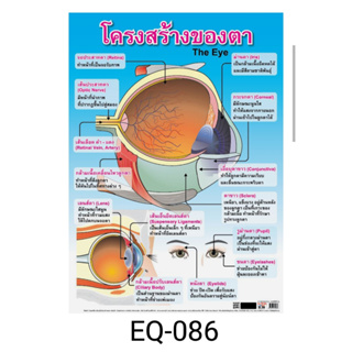 โครงสร้างของตา EQ 086 โปสเตอร์สื่อการสอน หุ้มพลาสติก ขนาด 50 * 70 cm