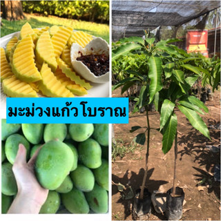 🍈มะม่วงแก้วโบราณ 🍈🎋ต้นเสียบยอด ต้นประมาณ45-50 เซนติเมตร