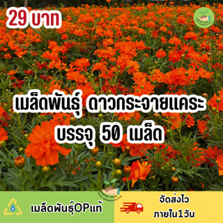ดถูกสุดคุ้ม เมล็ดพันธุ์ ดอกดาวกระจายแคระบรรรจุ 500 เมล็ด