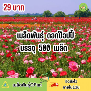 ถูกสุดคุ้ม เมล็ดพันธุ์ ดอกป๊อปปี้คละสี บรรจุ 500 เมล็ด