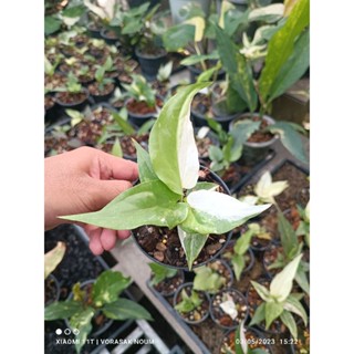 โชคเก้าชั้นด่างขาว ใบด่างฮาล์ฟ